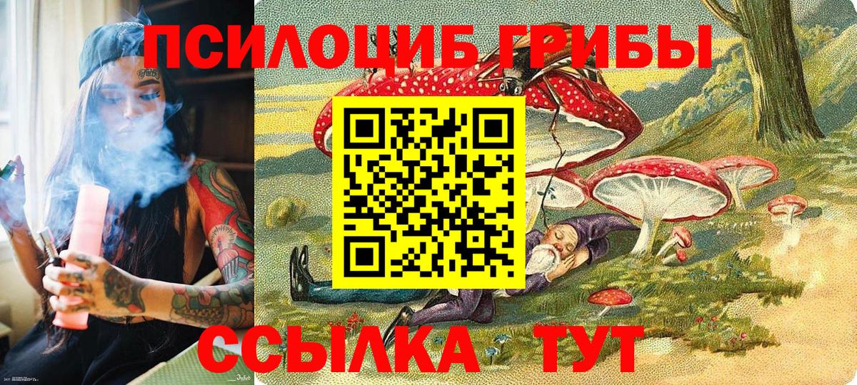 где найти   Вход с VPN  Зерноград  Галлюциногенные грибы прущие грибы  Галлюциногенные грибы Psilocybine cubensis 
